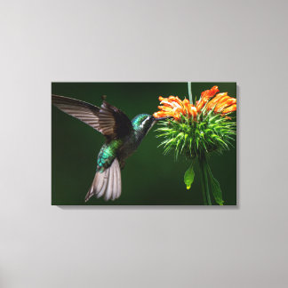 Lienzo Un colibrí gorgiblanco saborea néctar