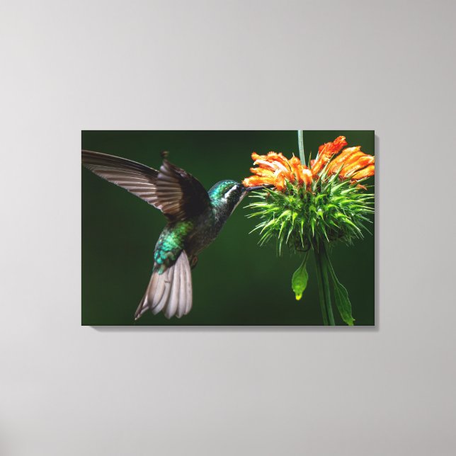 Lienzo Un colibrí gorgiblanco saborea néctar (Anverso)