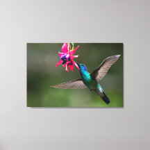 Un colibrí violeta menor en el bosque nuboso
