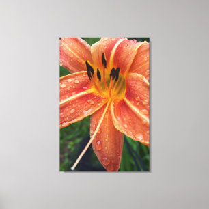 Lienzo Un día de lirio