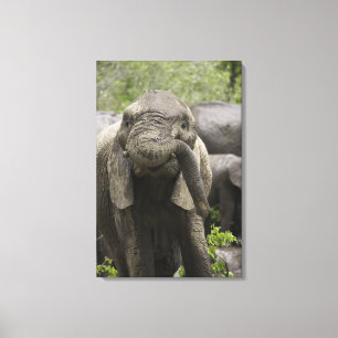 Lienzo Un elefante africano joven (africana del