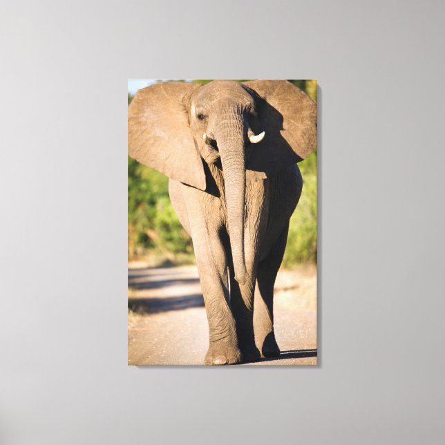 Lienzo Un elefante africano (Loxodonta Africana) camina (Anverso)