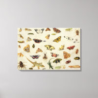 Un estudio de insectos