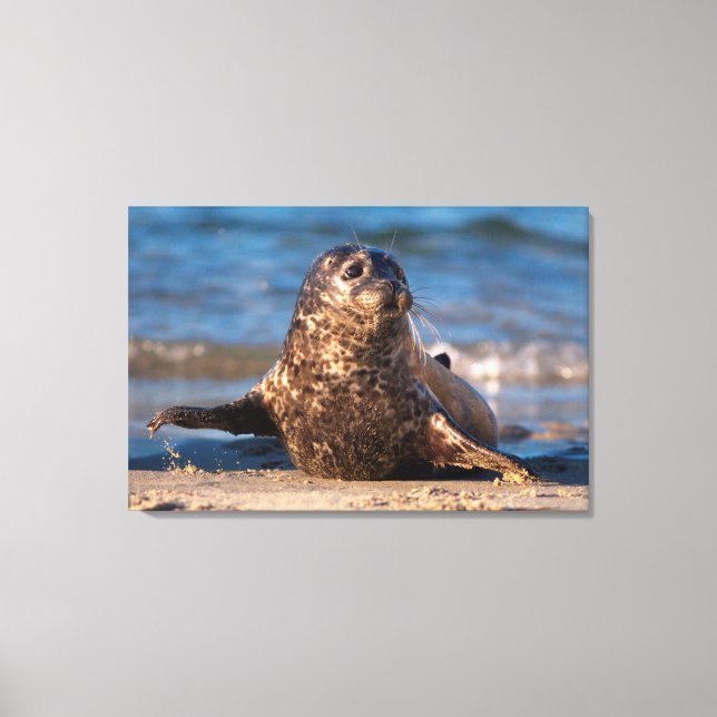 Lienzo Un foco de bebé se acerca a la piscina infantil (Anverso)