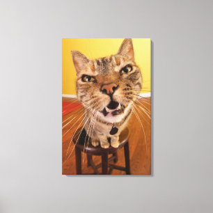 Lienzo Un gatito humorístico se sienta en un taburete en