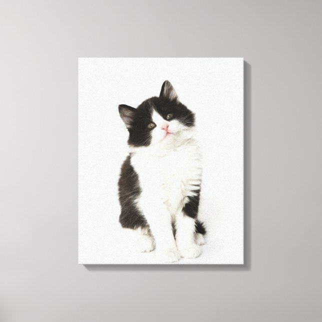 Lienzo Un gatito joven sentado mirando a la cámara (Anverso)