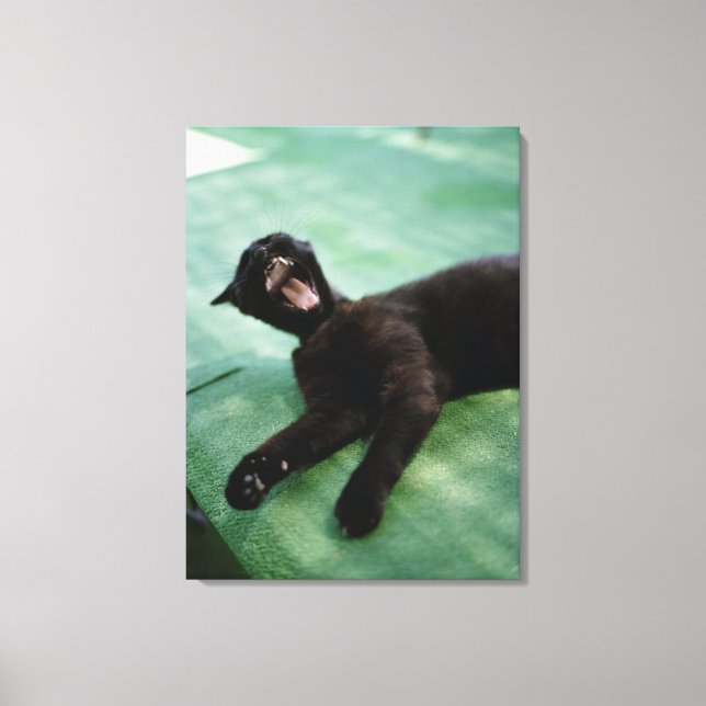 Lienzo Un gato bostezante. (Anverso)