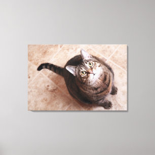 Lienzo Un gato de tabby que mira para arriba
