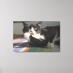 Lienzo Un gato que lo lame es pata