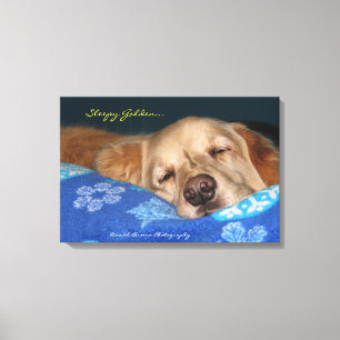 Lienzo Un golden retriever soñoliento