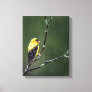 Lienzo Un Goldfinch Infeliz