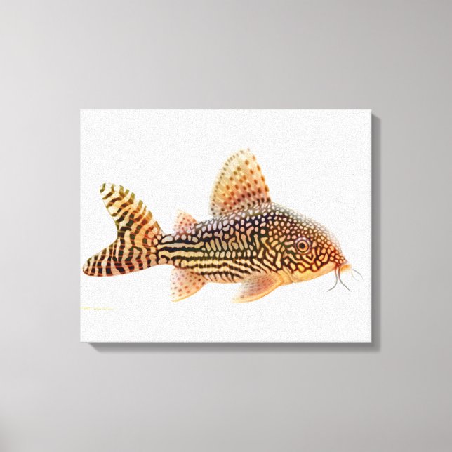 Lienzo Un Gran Corydoras Sterbae Catfish Vestido (Anverso)