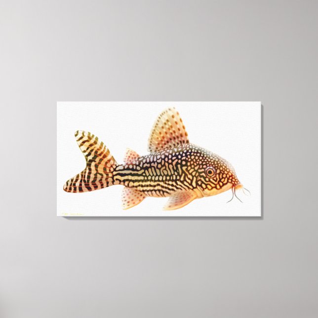 Lienzo Un Gran Corydoras Sterbae Catfish Vestido (Anverso)