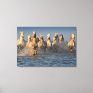 Lienzo Un grupo de caballos blancos en la región de