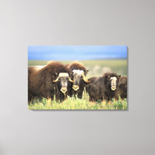 Lienzo Un grupo de muskoxenos navegan por arbustos de sau