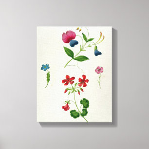 Lienzo Un ilustracion 'de un nuevo tratado en la flor Pai