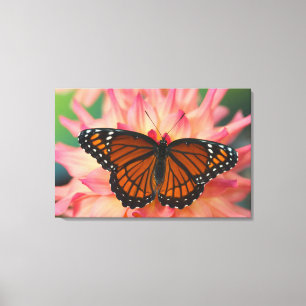 Lienzo Un imitador de la mariposa monarca