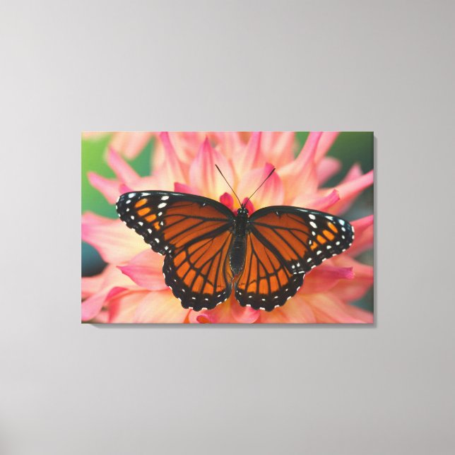 Lienzo Un imitador de la mariposa monarca (Anverso)