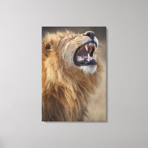 Lienzo Un león masculino maduro (Panthera leo) en el