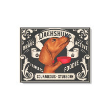 Un lindo Dachshund mendigando comida