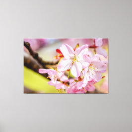 Lienzo Un Maravilloso Puñado De Flores De Cerezo Rosadas 
