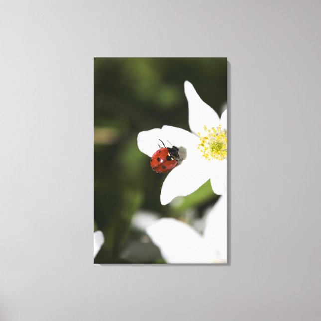 Lienzo Un pájaro ladino sobre una anémona de madera Estoc (Anverso)