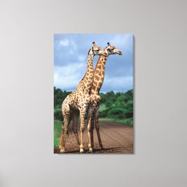 Lienzo Un Par De jirafas En La Ruta, Kruger National (Anverso)