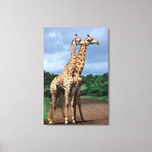 Lienzo Un Par De jirafas En La Ruta, Kruger National