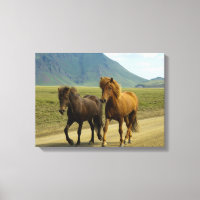 Un par de ponis islandeses marrones