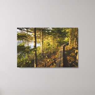 Lienzo Un paseo de madera en el Parque Nacional Acadia Ma