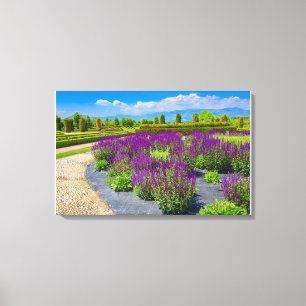Lienzo un pasillo de flores de salvia púrpura  iluminado 