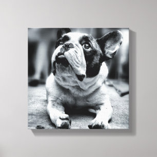 Lienzo Un pequeño Bulldog francés espera