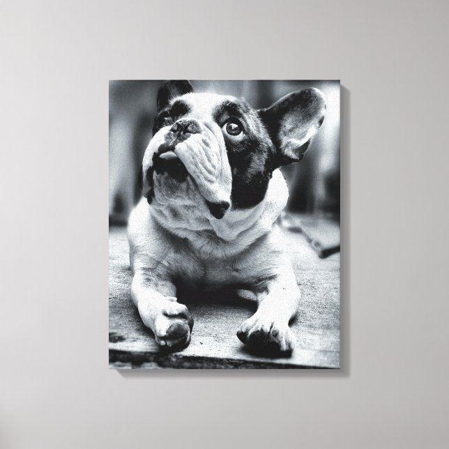 Lienzo Un pequeño Bulldog francés espera (Anverso)