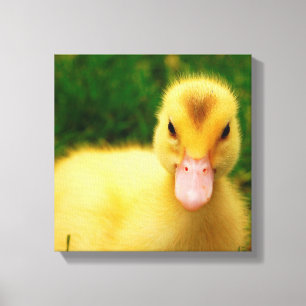 Lienzo Un Pequeño Duckling