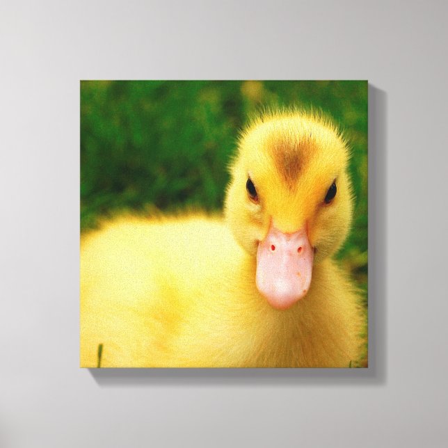 Lienzo Un Pequeño Duckling (Anverso)