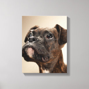 Lienzo Un perrito Brindle del boxeador que mira para