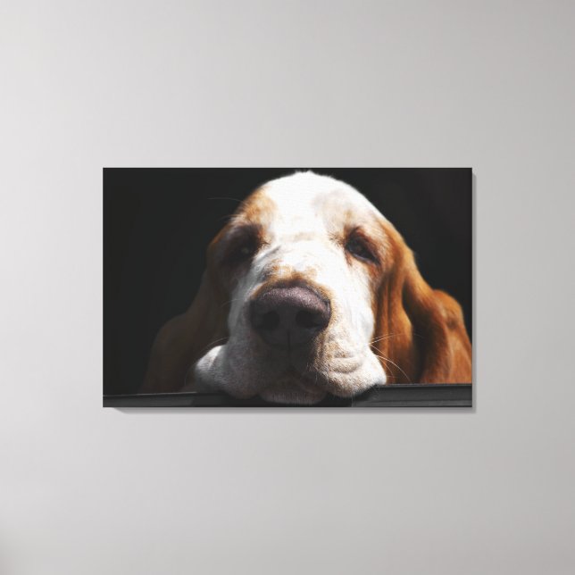Lienzo Un perro de Basset descansando en la cabeza (Anverso)