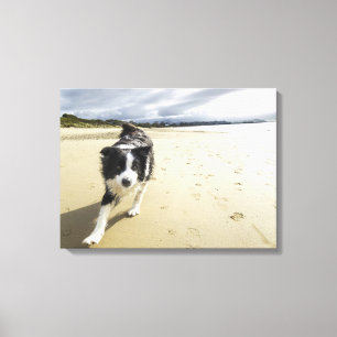 Lienzo Un perro del border collie que corre en la playa
