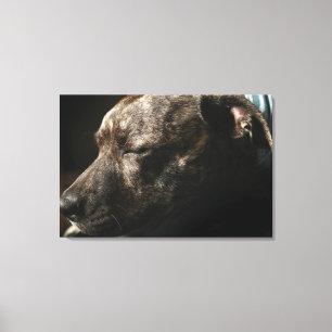 Lienzo Un perro del pitbull el dormir