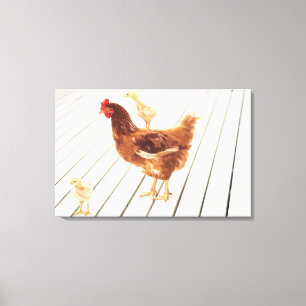 Lienzo Un pollo y dos polluelos en un piso de madera,