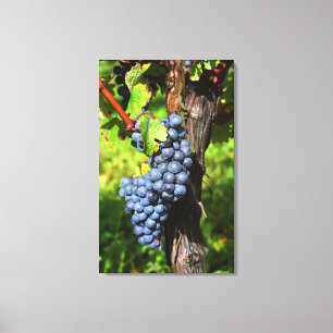 Lienzo Un racimo de uvas merlot maduras en una vid con