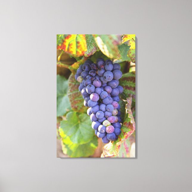 Lienzo Un racimo de uvas Pinot Noir en un Chambertin (Anverso)