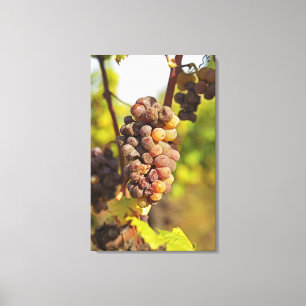 Lienzo Un racimo de uvas Semillon mohoso en Ch Raymond La