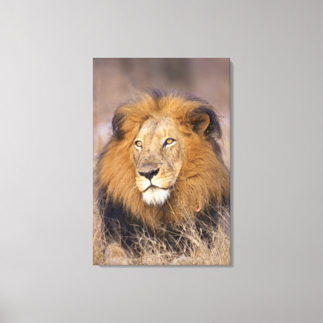 Lienzo Un retrato de un León mirando a la distancia (Anverso)