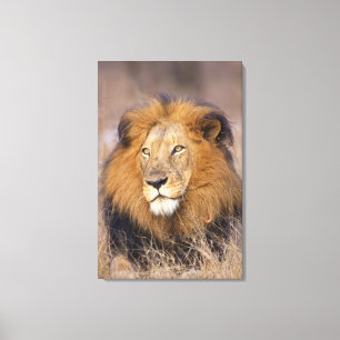 Lienzo Un retrato de un León mirando a la distancia