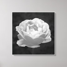 Un rosa de cualquier otro nombre...