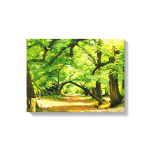 Un sendero forestal, el bosque Robin Hood