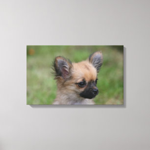 Lienzo Una cachorra chihuahua de larga data mirando a la 