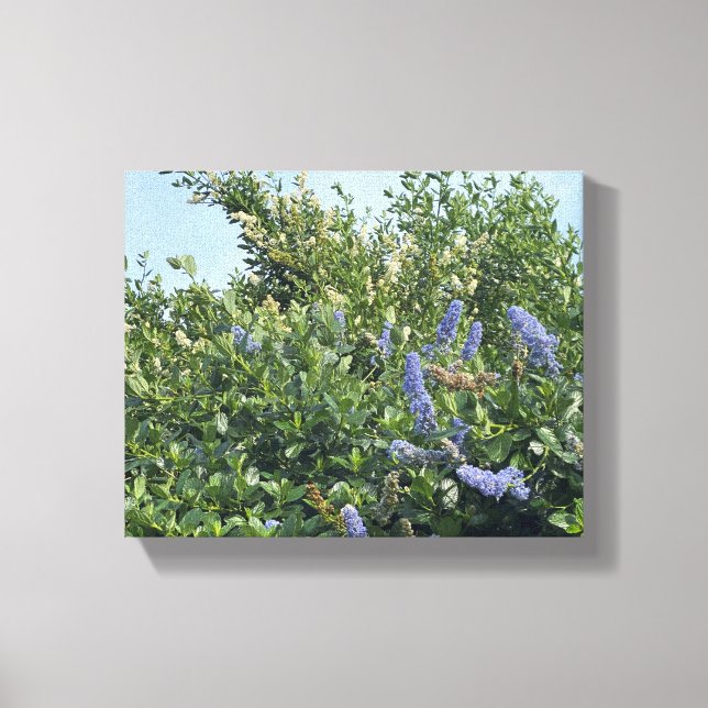 Lienzo Una California floreciente: Flores azules (Anverso)