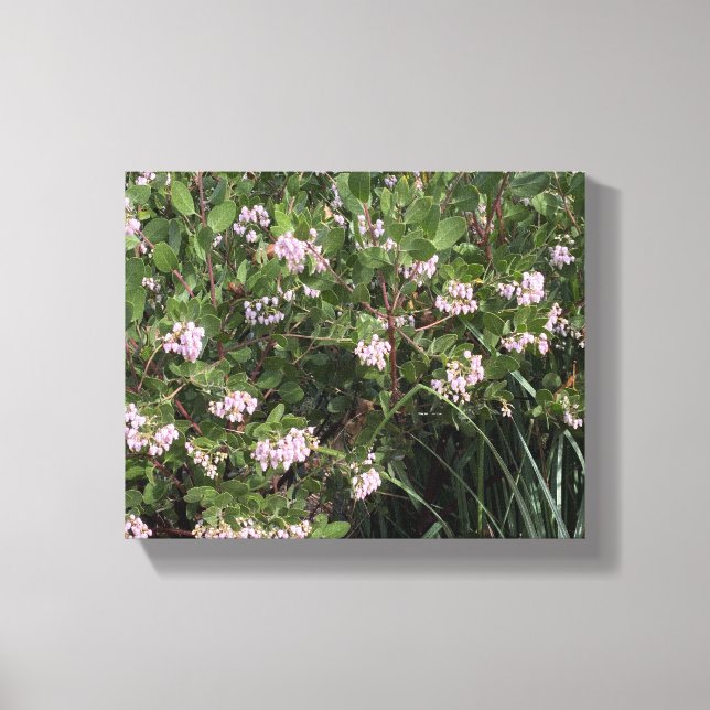 Lienzo Una California floreciente: Manzanita (Arctostaphy (Anverso)